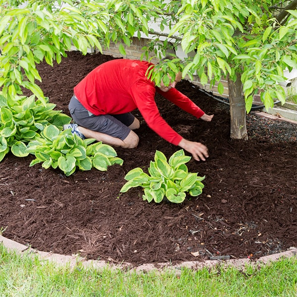 mulch installation helps retain moisture, suppress weeds, and promote soil health in gardens and flower beds